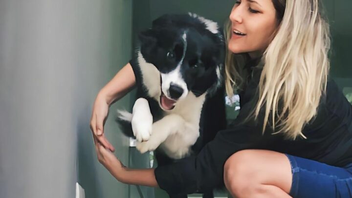 SOS Pet: Especialista em comportamento canino revela 3 dicas infalíveis para educar seu cão sem sair de casa