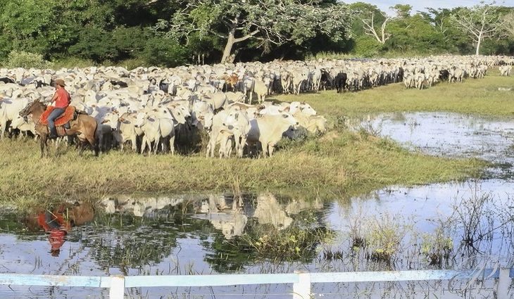 Iagro: Atualização cadastral e declaração semestral de rebanhos chega na reta final com excelentes resultados