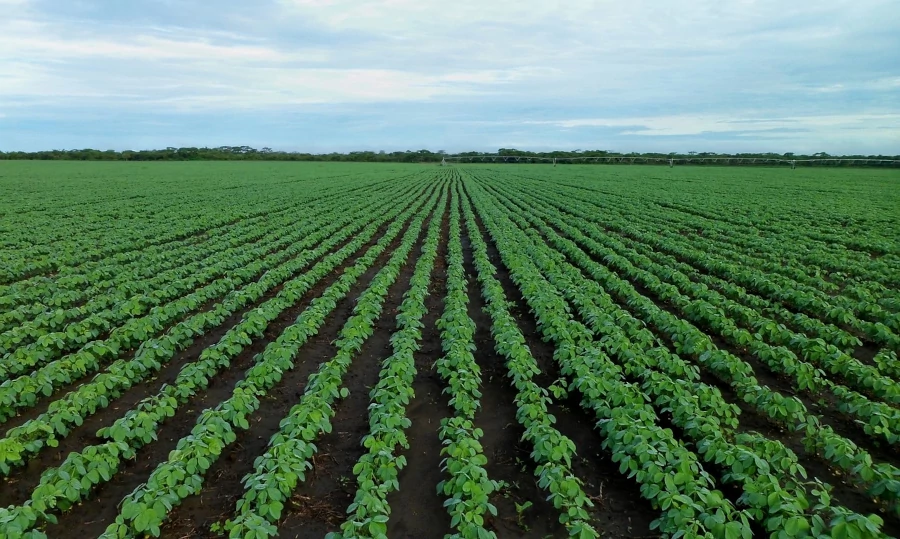 Nortel apresenta solução de suplementação luminosa que promete revolucionar a agricultura