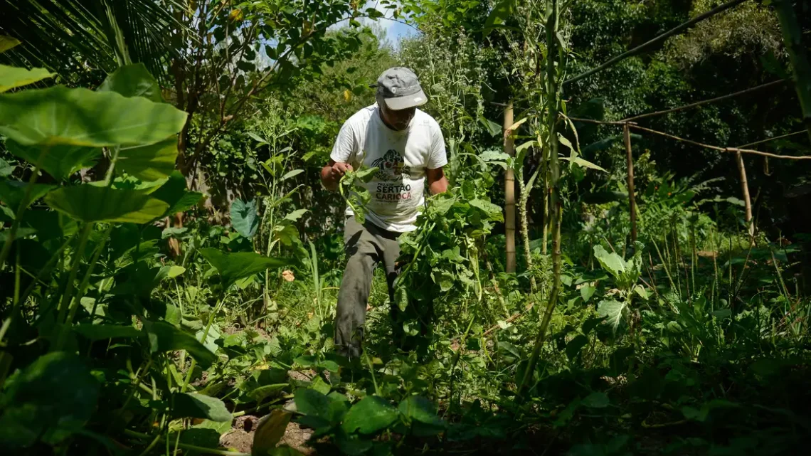 Quilombo no Rio integra o Programa de Aquisição de Alimentos