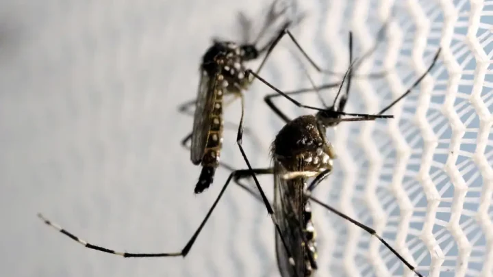 Brasil é país com mais casos de dengue no mundo, alerta OMS