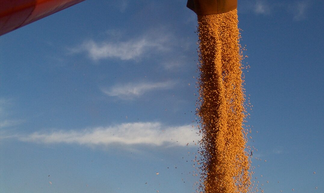 Agro Amazônia bate recorde em vendas de sementes de soja