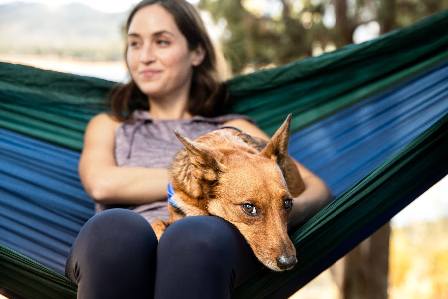 Vai tirar férias e viajar? Confira algumas dicas para levar seu pet