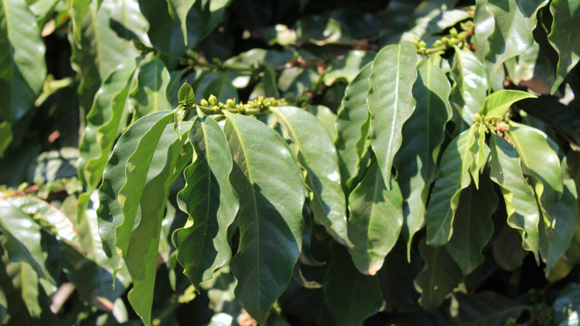 Soluções da Mosaic Fertilizantes tornam cafezais mais vigorosos e produtivos