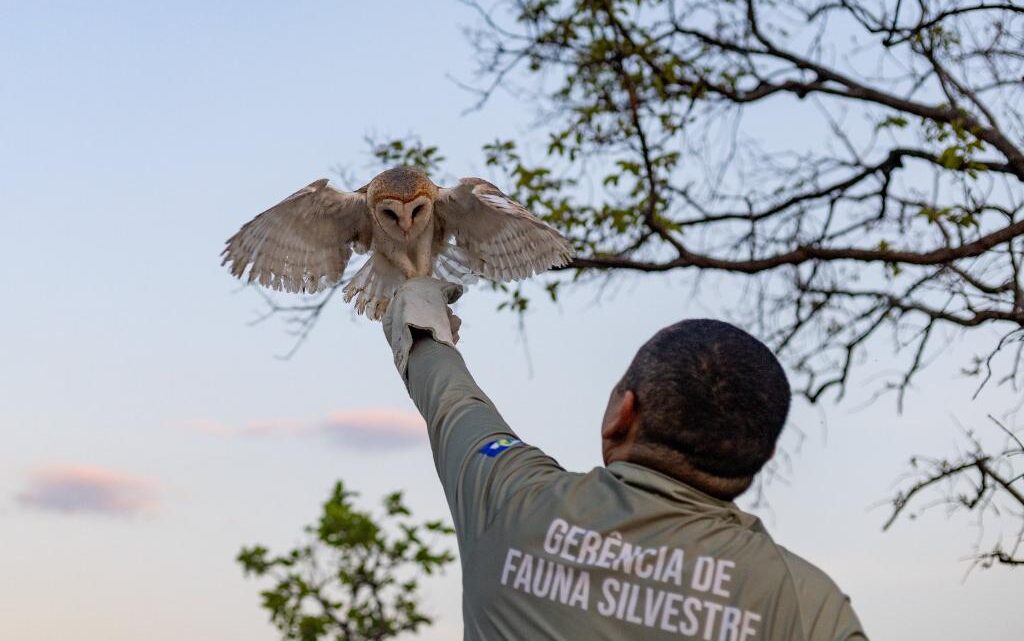 Sema-MT recebeu mais de 1,1 mil animais silvestres resgatados em 2023