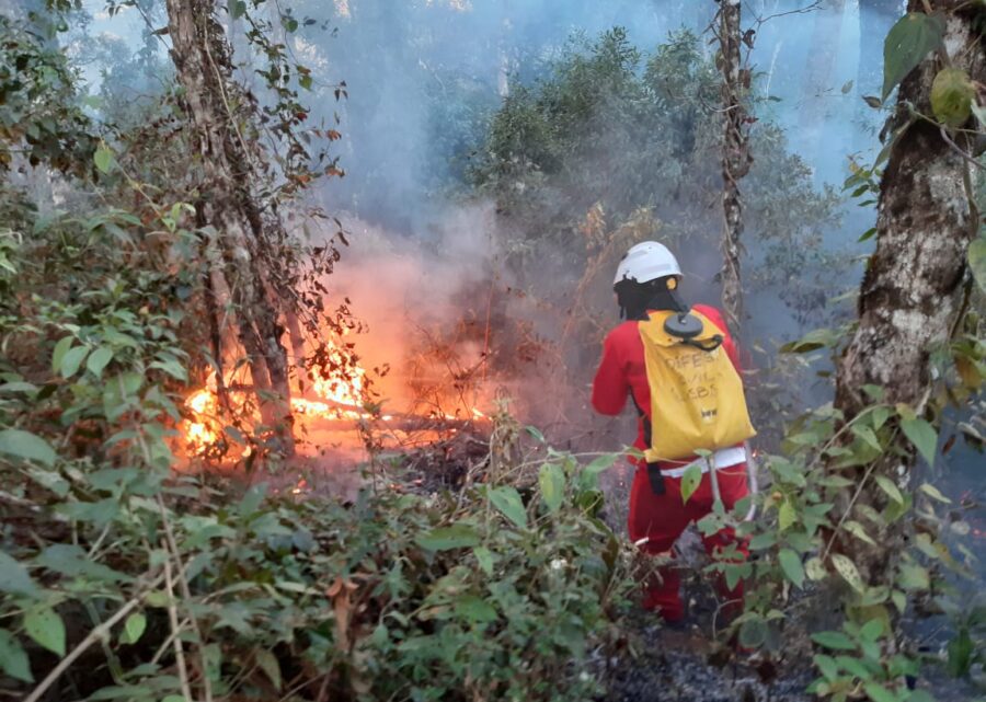 Incêndios florestais diminui 86% no estado de São Paulo