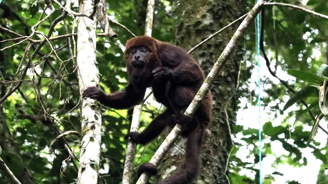 Mais sete macacos bugios são soltos no Parque Nacional da Tijuca 