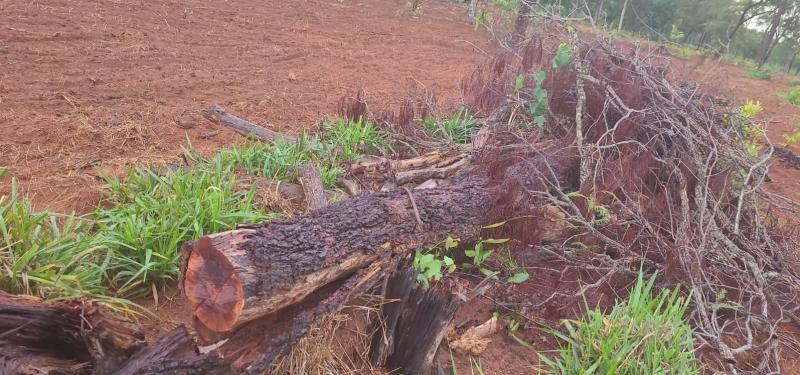 PMA de Aquidauana autua homem por exploração ilegal de vegetação nativa