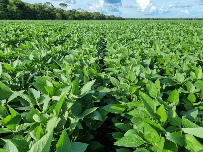 Plataforma integrada de sementes e melhoramento genético para soja é destaque da SEEDCORP|HO na Dinetec