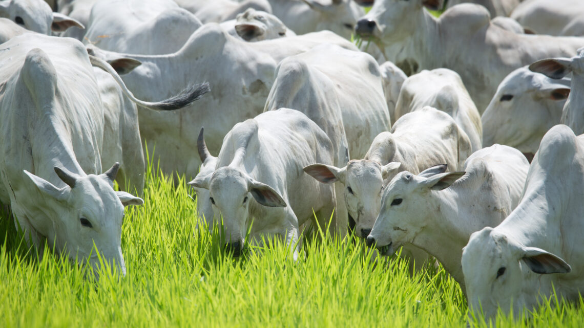 Extrato de folitropina acelera o melhoramento genético de bovinos e a produção de alimentos