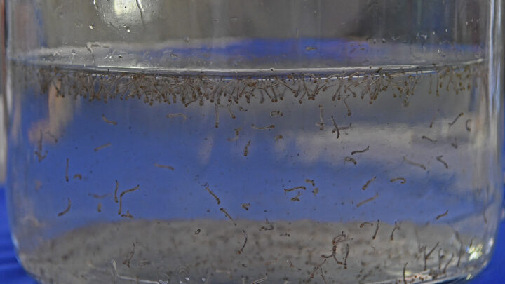 Guerra ao mosquito: Saúde alerta população de MS para atuar na eliminação de focos residenciais