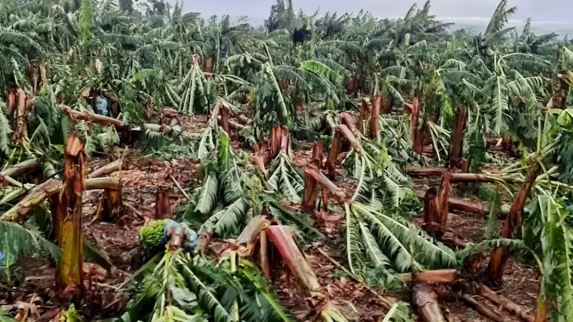 Ventania devasta plantações de banana na região do Vale do Ribeira