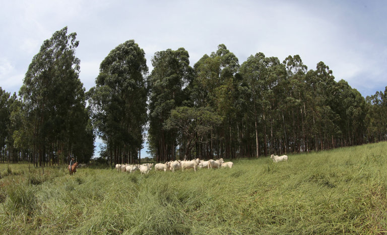 Fomento das múltiplas formas de sustentabilidade está entre as prioridades do GT da Agricultura