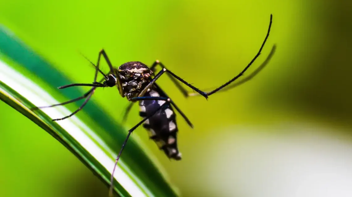 Distrito Federal já pode ter ultrapassado recorde de casos de dengue, diz Saúde