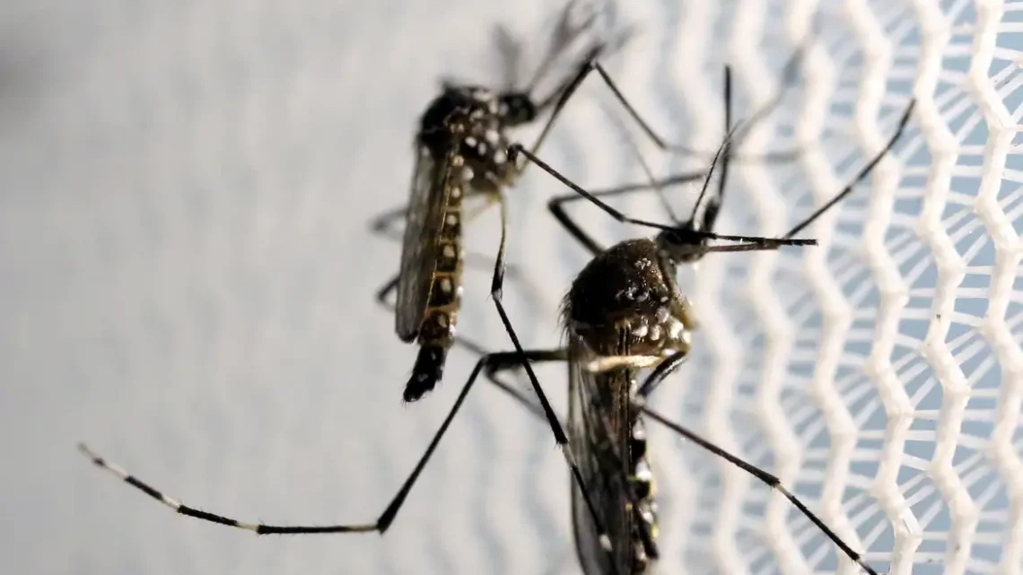 Ministros de Lula se unem em vídeo para combate à dengue no Brasil