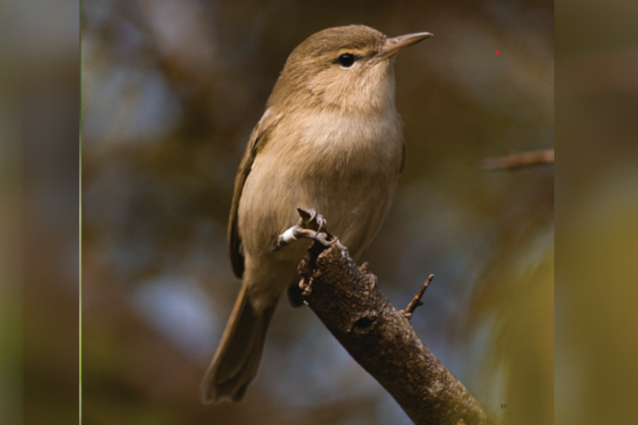 Descubra as 40 espécies mais emblemáticas de aves de Fernando de Noronha