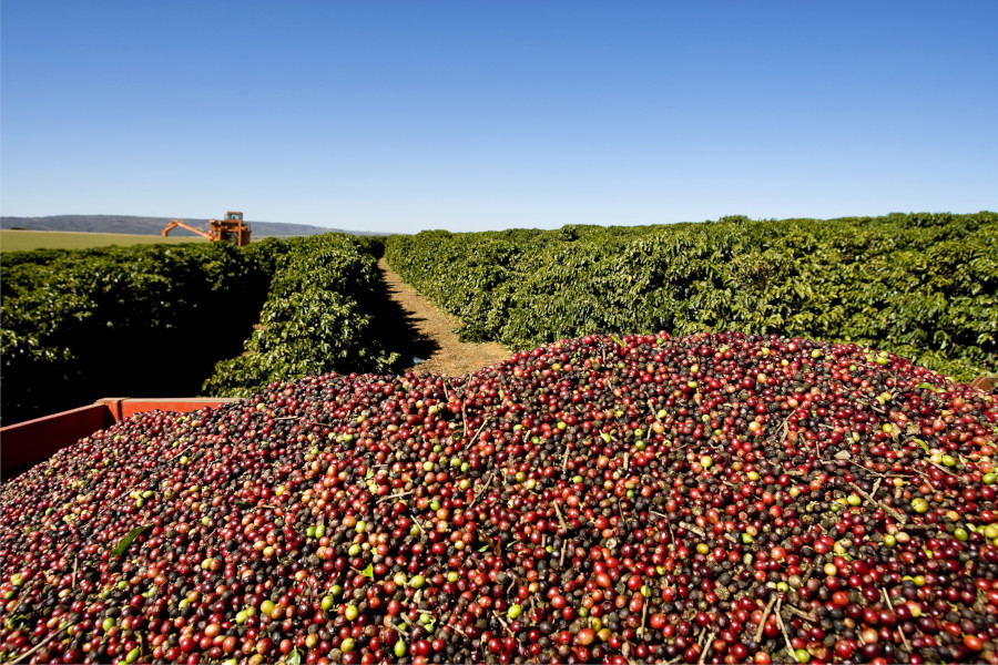 Faturamento bruto das lavouras dos Cafés do Brasil bate recorde e atinge R$ 64 bilhões em 2024