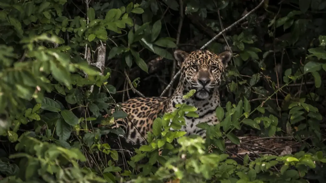 Pesquisadores testam IA para evitar mortes de animais em rodovias