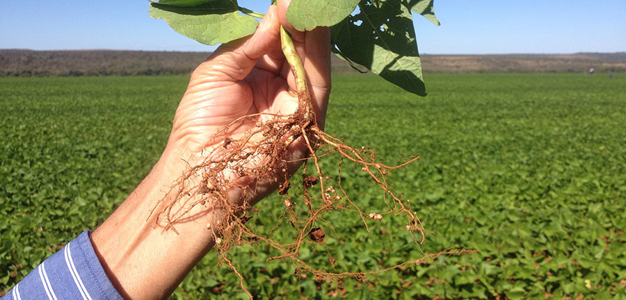 Boletim de Pautas da Empresa Brasileira de Pesquisa Agropecuária, Embrapa