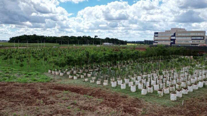 Plantio de 1.300 árvores possibilita criação de corredor ecológico e de fluxo gênico de plantas em parque tecnológico