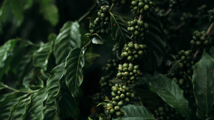 Cafeicultura regenerativa é um dos desafios da Chamada Nestlé e SENAI