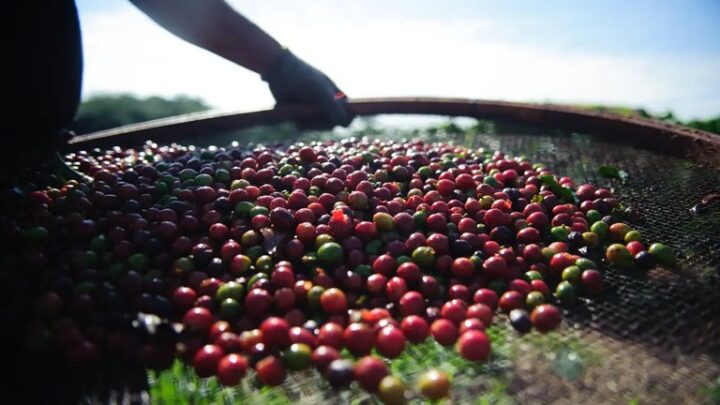 Produção mundial de café foi estimada em 176,2 milhões de sacas de 60kg para a safra 2024–2025