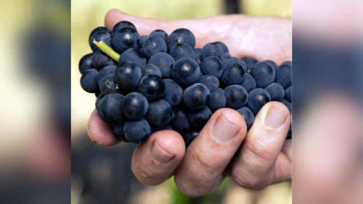 Vinícola brasileira realiza pesquisa pioneira com a Embrapa para elaborar vinhos com uvas diferenciadas