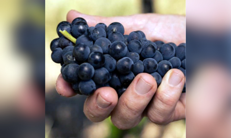 Vinícola brasileira realiza pesquisa pioneira com a Embrapa para elaborar vinhos com uvas diferenciadas