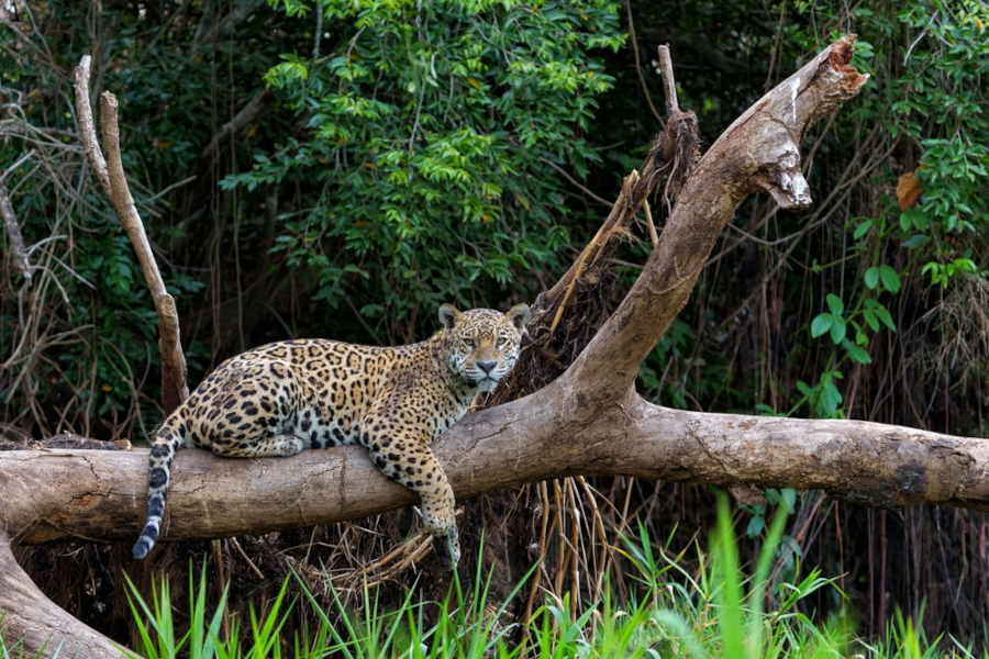 Empreendedores de MS têm oportunidade de alavancar ideias de negócio relacionadas ao Cerrado e Pantanal