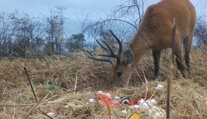 Para preservar fauna do Pantanal, grupo técnico atua em ações de fuga e aporte nutricional dos animais