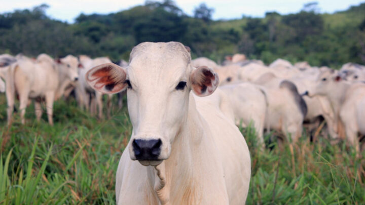 Embrapa abre nova turma para a capacitação on-line sobre prevenção e controle do carrapato dos bovinos