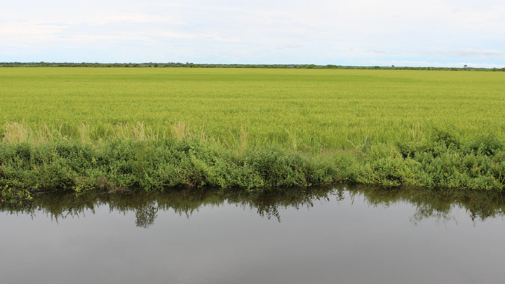 Zarc aponta 80% de chance de sucesso para plantio de arroz irrigado em grande parte do Tocantins