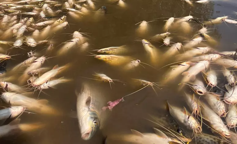 SP: usina é multada em R$ 18 milhões por poluir rio e provocar morte de mais de 235 mil peixes