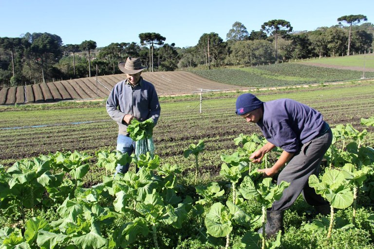 Pronaf investe R$ 340,7 milhões na agricultura familiar de Mato Grosso do Sul, aumento de 16,23% em relação à safra 2022/2023