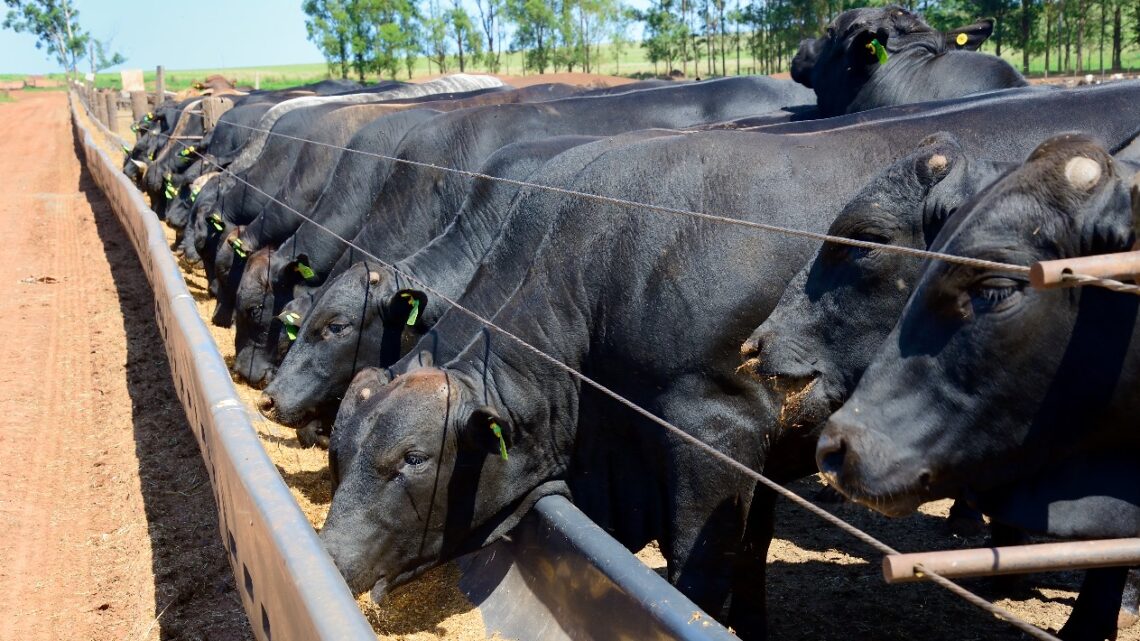 Doenças Respiratórias de Bovinos (DRB) desafiam a produtividade da pecuária