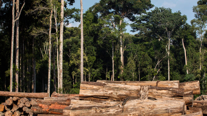 Mazagão concentra 100% da exploração madeireira no Amapá