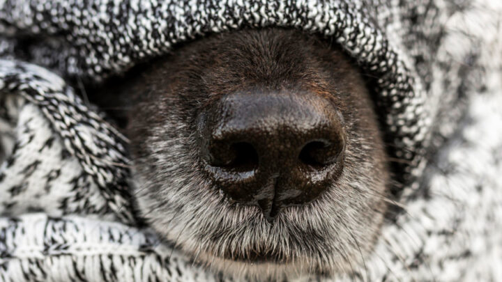 Pets também sentem frio e têm risco maior de doenças durante o inverno