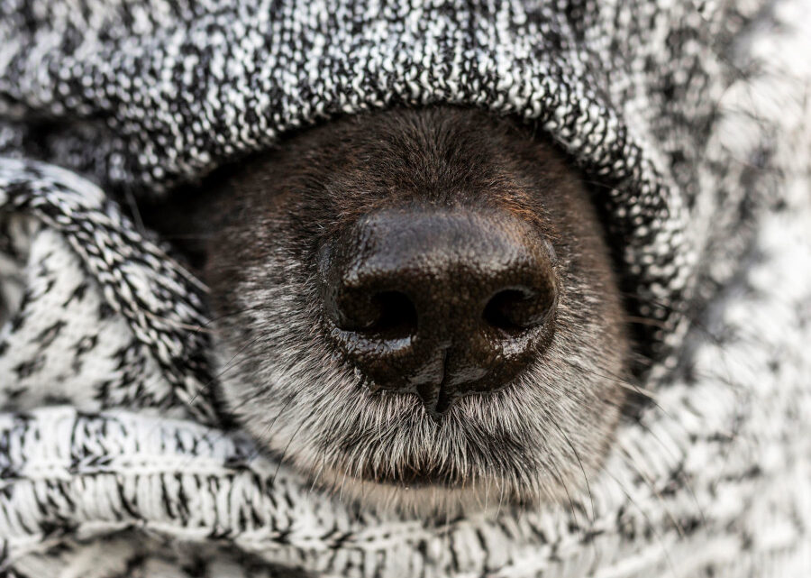 Pets também sentem frio e têm risco maior de doenças durante o inverno