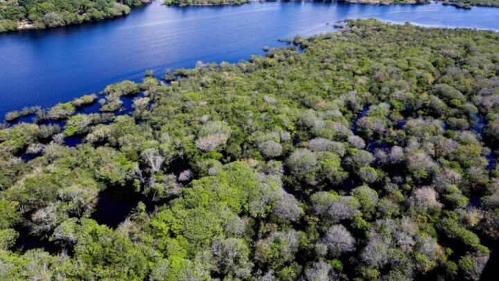 Saiba como títulos verdes possibilitam reflorestamento na Amazônia