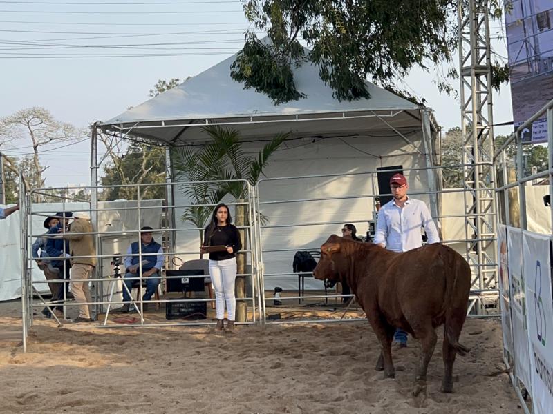 Piratinizinho e Sonho e Realidade levam grandes campeonatos Brangus da Fenagen