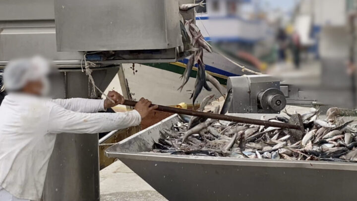 Ministério Público e Ibama recebem denúncias de pesca da tainha em período de reprodução