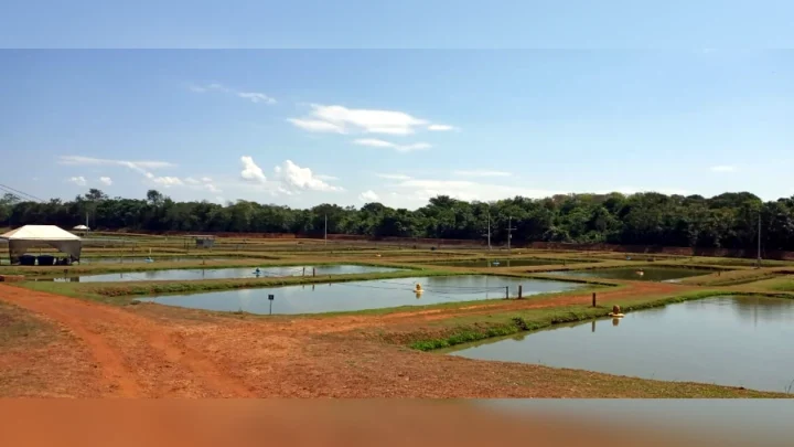 Embrapa abre vaga de estágio em Palmas – TO