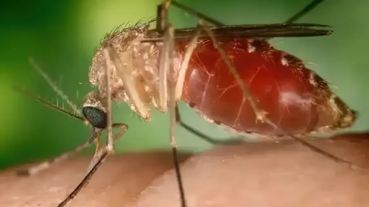 Opas eleva risco de febre do Oropouche nas Américas para alto