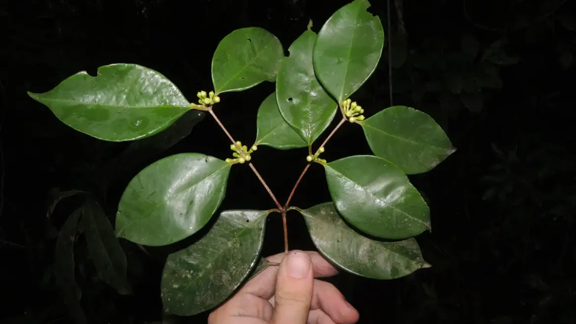 Pesquisadores do Jardim Botânico descobrem árvore rara no Rio