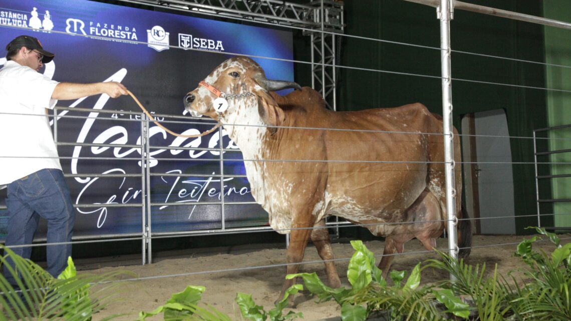 4º Leilão Nação Gir Leiteiro movimenta mais de R$ 2 milhões na Expo Rio Preto SICREDI