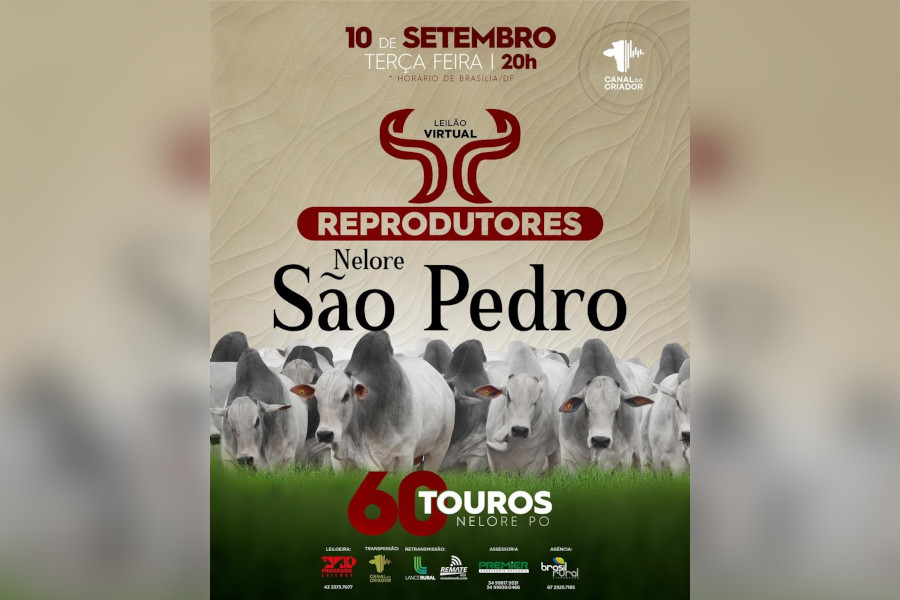 60 touros serão ofertados no Leilão Virtual Reprodutores Nelore São Pedro