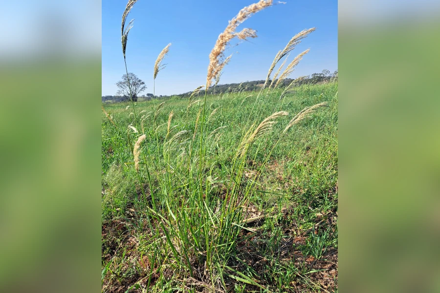 Estratégia é essencial para proteger a soja do capim amargoso e do capim pé-de-galinha