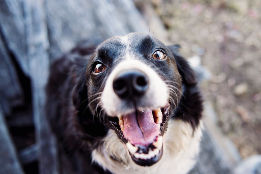 Pesquisa aponta que 94% dos brasileiros têm ou já tiveram pets em casa