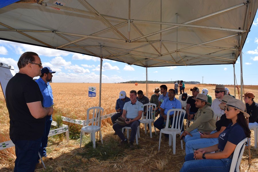 Cultivares e recomendações de manejo do trigo no Cerrado são apresentados em Dia de Campo