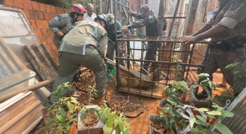 Lobo-guará é capturado pela PMA de Jardim